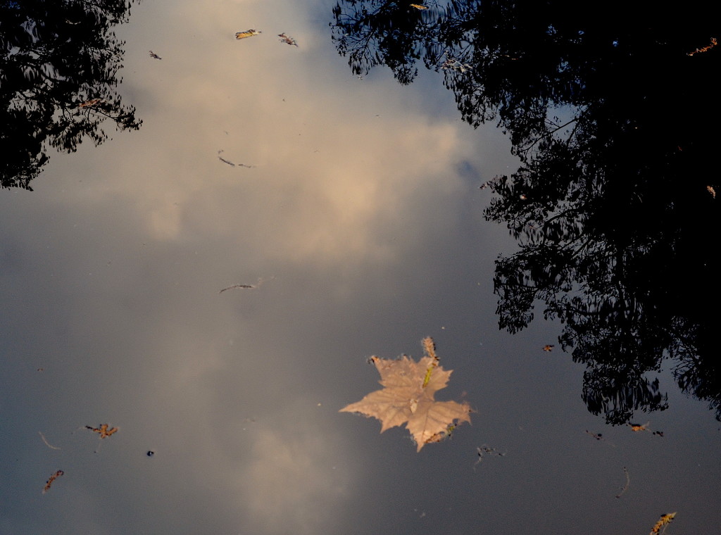 Leaf and cloud reflections, Magnolia Gardens, Charleston, SC by congaree