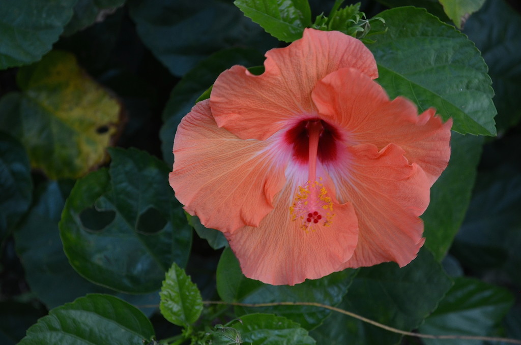 Hibiscus, Magnolia Gardens by congaree