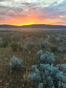 1st Dec 2015 - Outback Sunset
