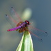 Dragonfly_DSC6962 by merrelyn