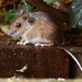 30th November 2015    - Wood Mouse by pamknowler