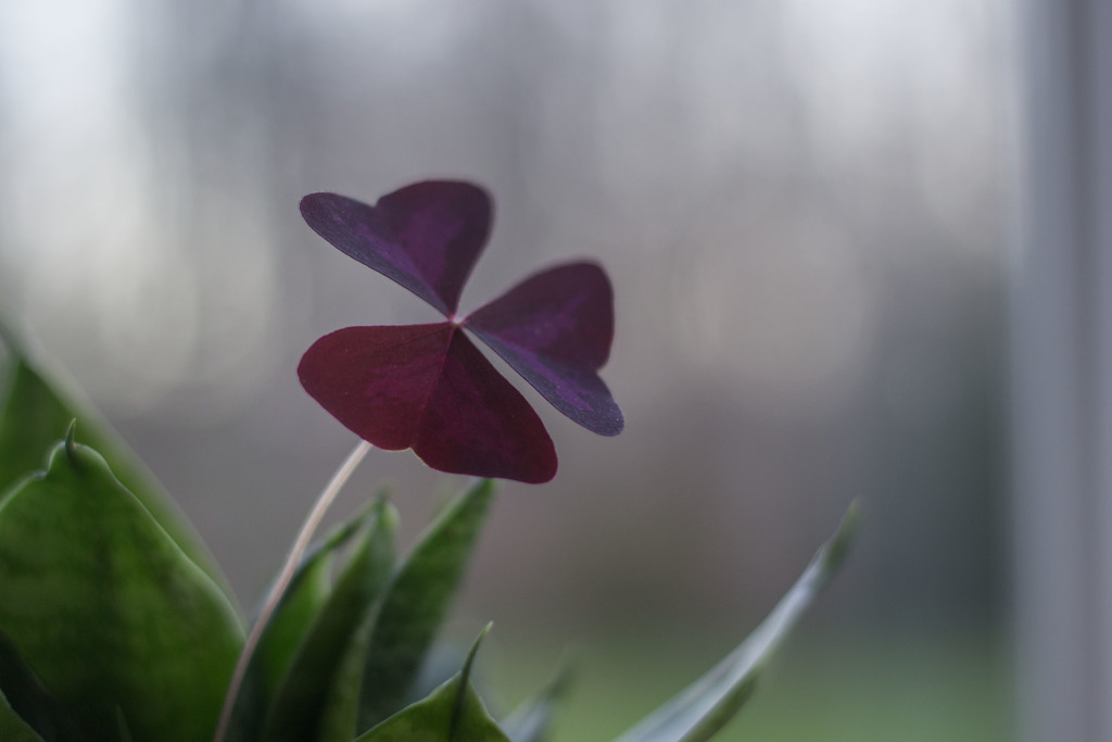 Purple clover by meemakelley