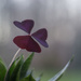 Purple clover by meemakelley