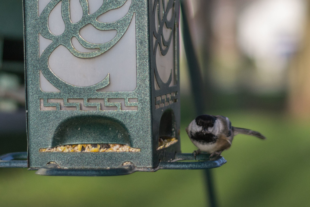 bird feeder  by meemakelley