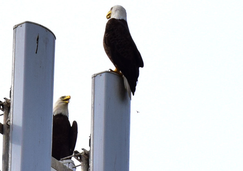 Eagles on the Tower by rickster549