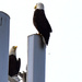 Eagles on the Tower by rickster549