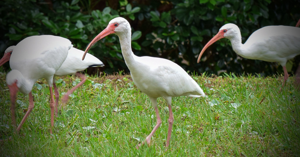 White Ibis, grazing in the grass by rickster549
