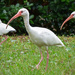 White Ibis, grazing in the grass by rickster549