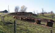 1st Dec 2015 - Cows on the farm