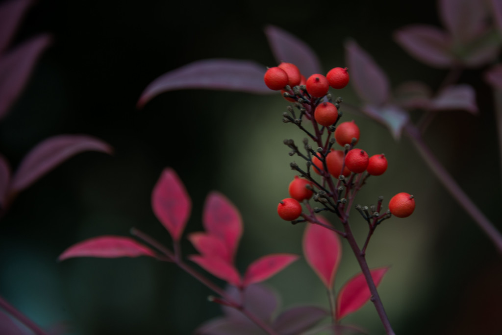 Red Leaves and Some Berries by taffy