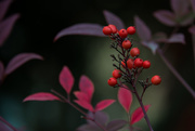 1st Dec 2015 - Red Leaves and Some Berries