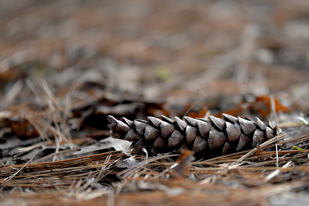 Pine cone! by fayefaye