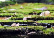 29th Nov 2015 - Leaves and sticks on a moss roof
