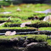 Leaves and sticks on a moss roof by homeschoolmom