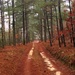 Is there a road under those pine needles? by homeschoolmom