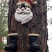NC Christmas Pine!  by homeschoolmom