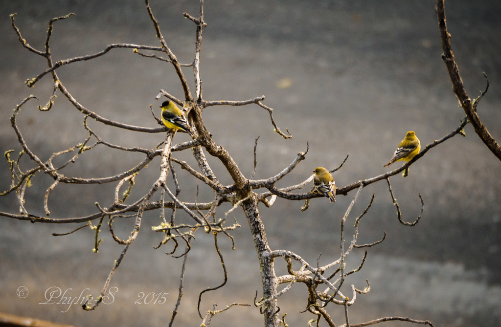 Three Non-Black Birds Sitting In A Tree by elatedpixie
