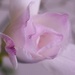 Pink freesia  by anne2013