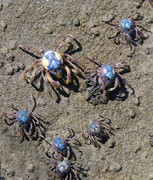 2nd Dec 2015 - Soldier Crabs