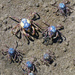 Soldier Crabs by onewing