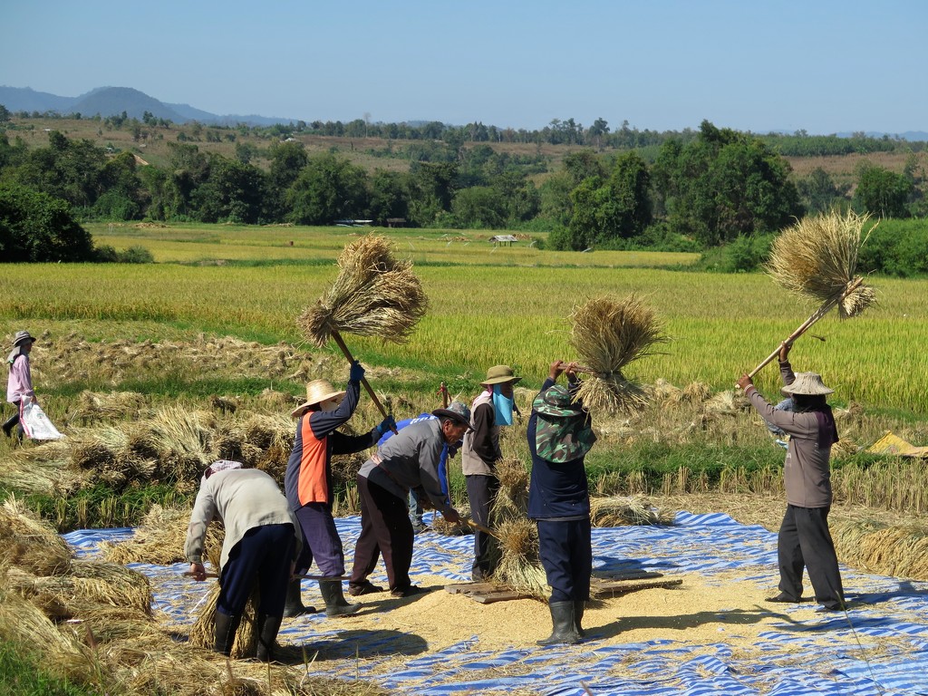 Harvesting the Rice by jamibann