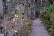 2nd Dec 2015 - Magnolia Gardens, Charleston, SC