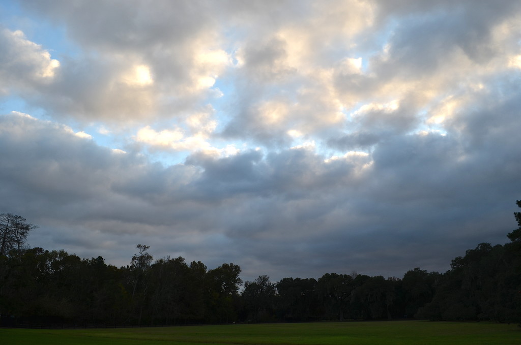 Afternoon skies, Magnolia Gardens, Charleston, SC by congaree