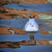 Flashback - Dolores The seagull by swillinbillyflynn