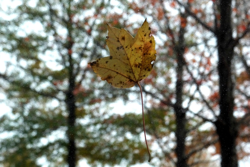 Stick Around, Autumn! by linnypinny
