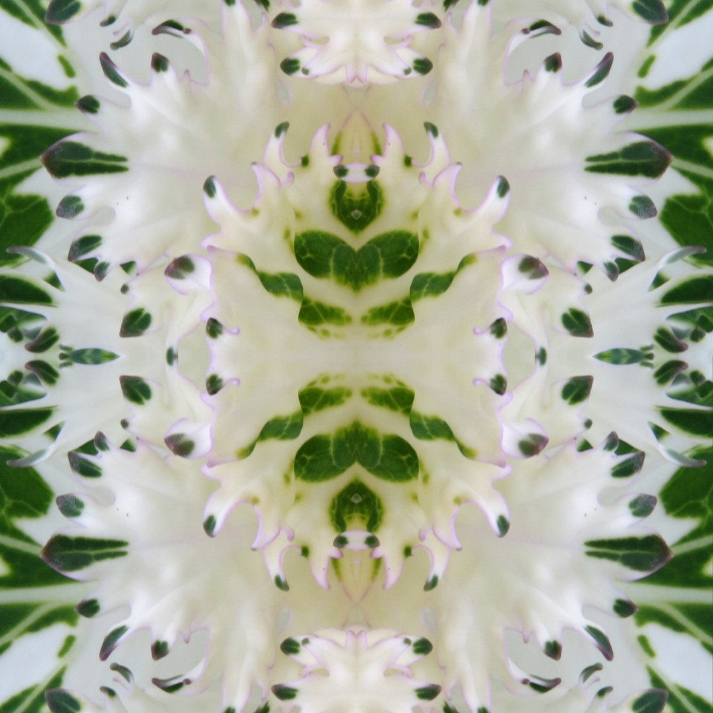 Ornamental Cabbage Leaves Abstract by seattlite