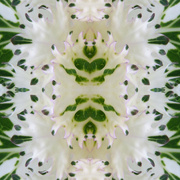2nd Dec 2015 - Ornamental Cabbage Leaves Abstract