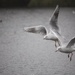 30 November 2015 Grey day for seagulls by lavenderhouse