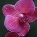 1 December 2015 Orchid in full bloom by lavenderhouse