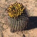 Cactus Fruit by wilkinscd