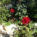 Perfumed roses by chimfa