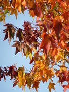 2nd Dec 2015 - Colourful leaves...