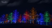 3rd Dec 2015 - Vitruvian Park Lights