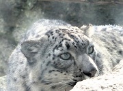 24th Nov 2010 - snow leopard