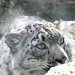 snow leopard by maggie2