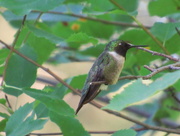 24th Jul 2015 - Hummingbird