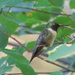 Hummingbird by randy23