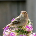 Sparrow by randy23