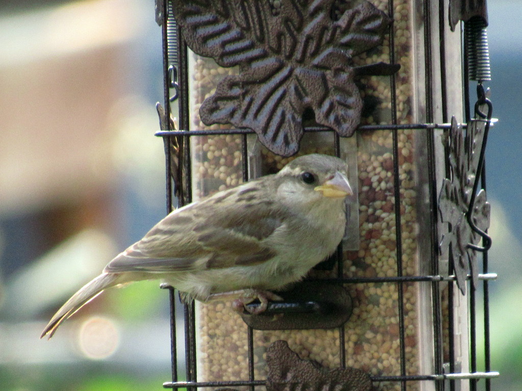 Sparrow Feeding by randy23