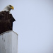 Disturbed Eagle by rickster549