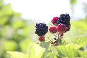 13th Sep 2015 - Blackberries in the Sun