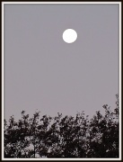 24th Nov 2010 - Early Morning Moon