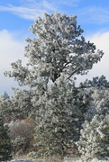 2nd Dec 2015 - Frosty Pine