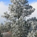 Frosty Pine by harbie
