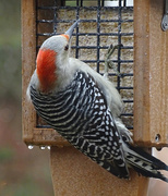 29th Nov 2015 - Red-bellied Woodpecker