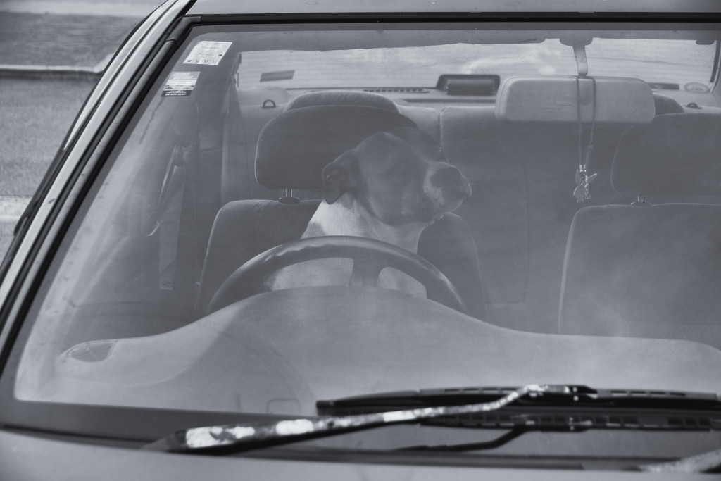 Doggy Driver by helenw2